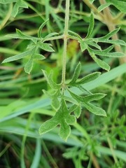 Clematis villosa stanleyi