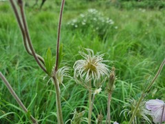 Clematis villosa stanleyi