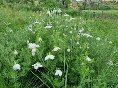 Clematis villosa stanleyi