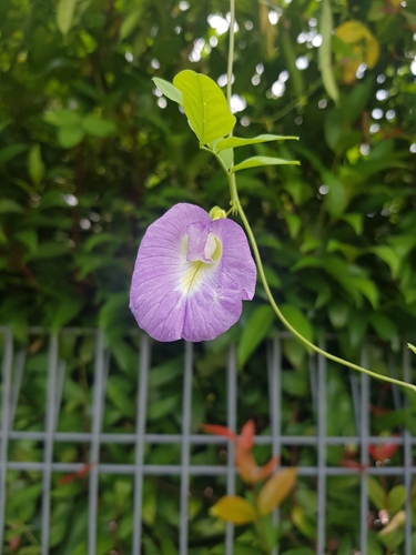 Clitoria ternatea