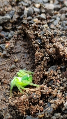 Gnathopalystes flavidus