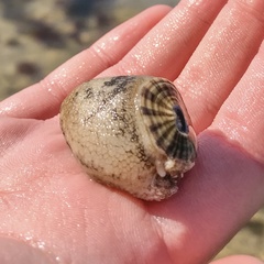 Amblychilepas javanicensis