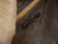 Tetraponera rufonigra