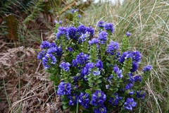 Veronica benthamii