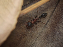 Tetraponera rufonigra