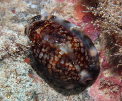 Mauritia maculifera maculifera