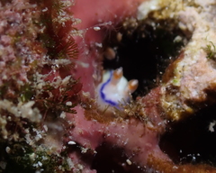 Hypselodoris peasei
