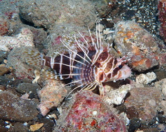 Pterois sphex