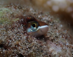 Plagiotremus goslinei