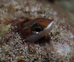 Plagiotremus goslinei