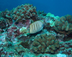 Chaetodon multicinctus