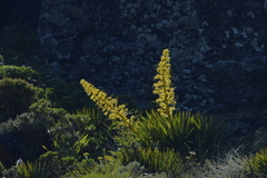 Aciphylla horrida