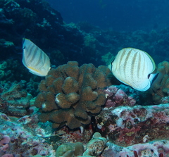 Chaetodon multicinctus