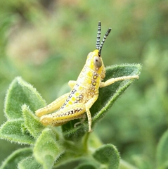 Monistria pustulifera