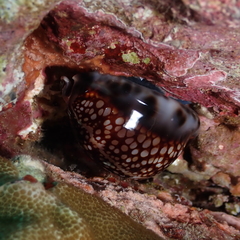 Mauritia maculifera maculifera