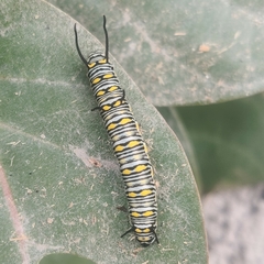 Danaus chrysippus