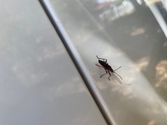 Leptocoris mitellatus