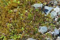 Juncus novae-zelandiae