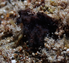 Entoprocta