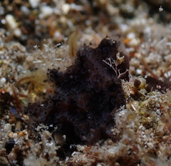 Entoprocta