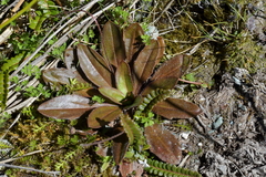 Plantago novae-zelandiae