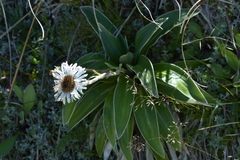 Celmisia verbascifolia