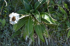 Celmisia verbascifolia