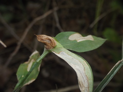 Commelina undulata