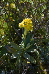 Brachyglottis revoluta
