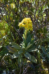 Brachyglottis revoluta