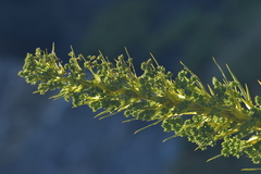 Aciphylla horrida