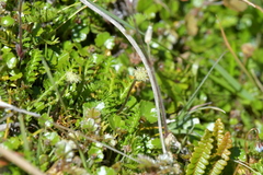 Leptinella squalida