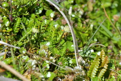 Leptinella squalida