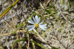 Celmisia glandulosa