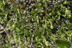 Celmisia glandulosa