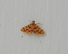 Dichocrocis erixantha