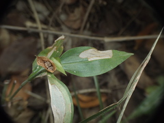 Commelina undulata