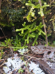 Selaginella douglasii