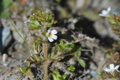 Euphrasia australis