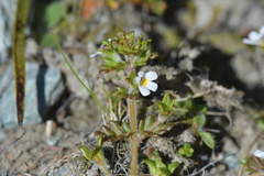 Euphrasia australis