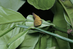Ricania sublimata