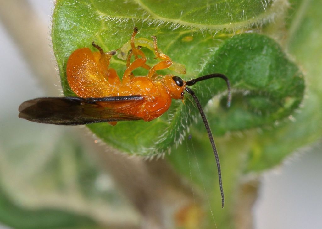 Sigalphinae
