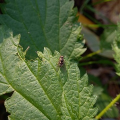 Polyporivora picta