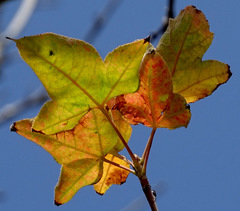 Liquidambar formosana