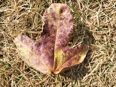 Liquidambar formosana