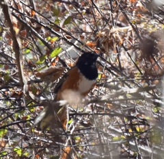 Pipilo maculatus macronyx