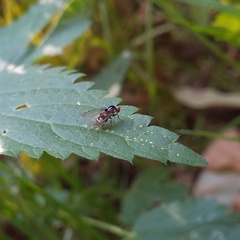 Polyporivora picta