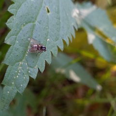 Polyporivora picta