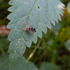 Polyporivora picta