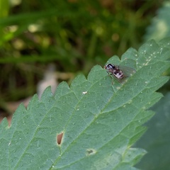 Polyporivora picta